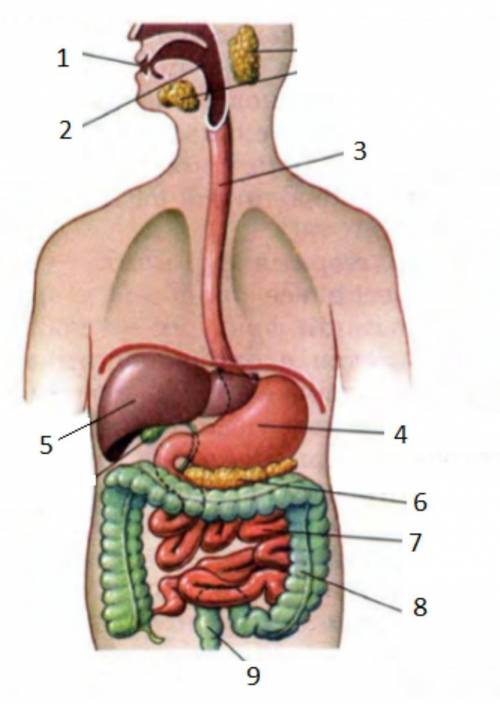 Укажи название органа пищеварительной системы, представленного на рисунке под цифрой 3, и запиши обо