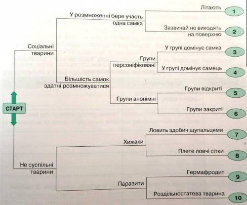 Найдіть місце у цій схемі : павук - хрестовик , терміт , слон , шимпанзе , аскарида , актинія, пацюк