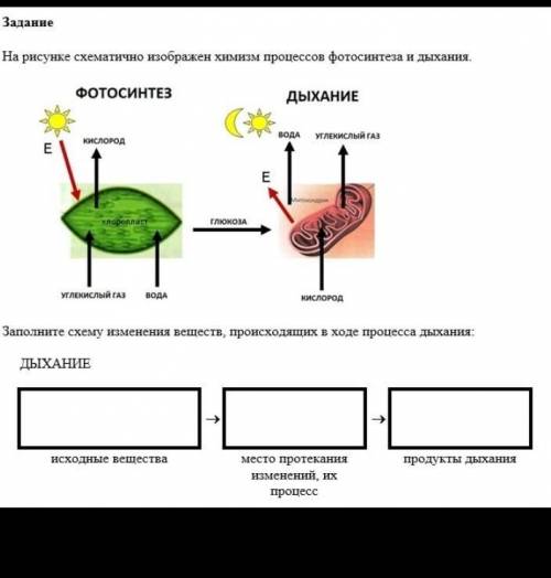 На рисунке схематично изображен химизм процессов фотосинтеза и дыхания. ФОТОСИНТЕЗдыханиеEкислородво