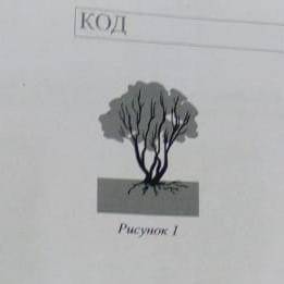Какому классу вероятней всего относят растения жизненные формы которого показано на рисунке один 1)о