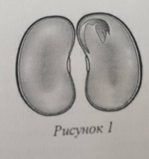 Какое число семядолей, вероятнее всего, будет у растения, лист которого изображён на рисунке (см. за