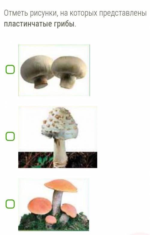 Отметь рисунки на которых представлены пластинчатые грибы ​