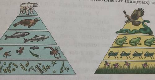 Творческое задание: Вспомнив основное правило экологических пирамид, подумайте, какую ин-формацию мо