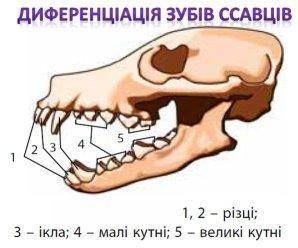 Що таке диференціація зубів​ ів