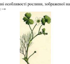 Розгляньте морфологічні особливості рослини, зображеної на рисунку. Визначте іб запилення рослини