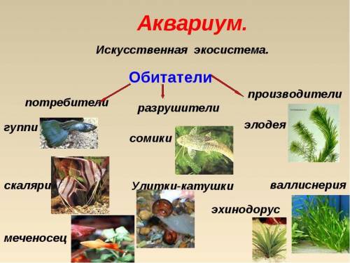 1. Определите, какие организмы живут в аквариуме. 2. Составьте 2-3 пищевые цепи в аквариумной экосис