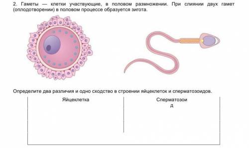 2. Гаметы — клетки участвующие, в половом размножении. При слиянии двух гамет (оплодотворении) в пол