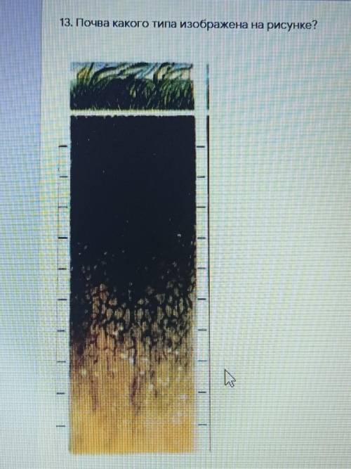 13. Почва какого типа изображена на рисунке? 1) глеевая 2) болотная3) черноземная4) подзолистая ​
