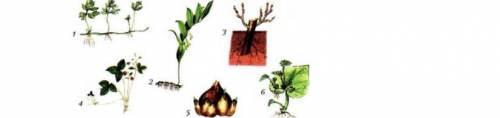 2.а) Определите по рисунку вегетативного размножения растений-[2] 1. 2.  3. 4.   5. 6.  б) Верны ли 