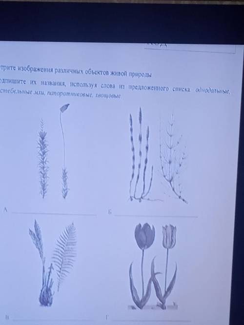 Рассмотрите изображения различных объектов живой природы . 1.1Подпишите их названия,используя слова 
