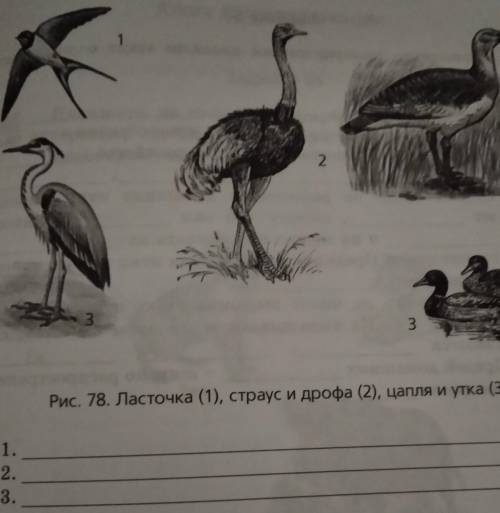 Опрделеите по рисунку и напишите какие признаки характерны для изображённых на нём птиц открытых воз