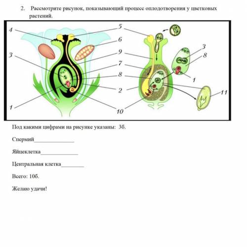 Под какими цифрами на рисунке указаны: 3б.Спермий,Яйцеклетка,клеткaЦентральная клетка.