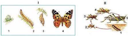 Задание 1. На рисунках изображены циклы развития бабочки и кузнечика.(i) Определите типы развития. (