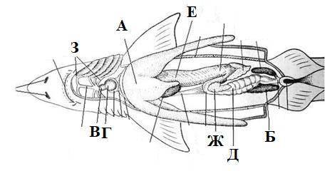 Соотнесите элементы тела акулы с их обозначениями на иллюстрации. печень почка жаберные артерии толс