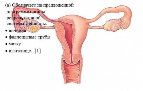 А) Обозначьте на предложенной диаграмме органы репродуктивной системы женщины. Яичники Фаллопиевые т