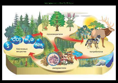 На рисунке представлена экосистема. А) Используя данные на рисунке, составьте экологическую пирамиду