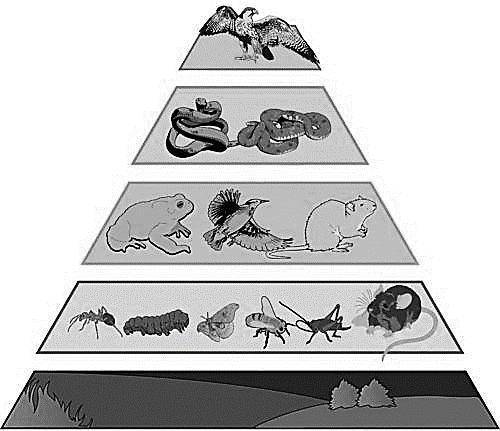 На рисунке изображена экологическая пирамида. определи эко систему и даййназвания
