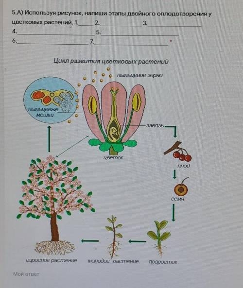 Используя рисунок , напиши этапы дваойного оплодотворения у цветковых ратсений ​