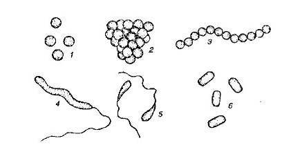 Назовите формы бактерий: ( )1-2-3-4-5-6-​