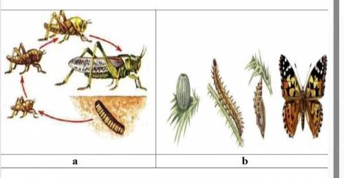 1). Определите типы равития насекомых. 2). Напишите отличия и сходства в этих двух формах развития ж