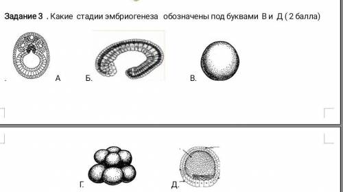 Какие стадии эмбриогенеза обозначены под буквами В и Д ​