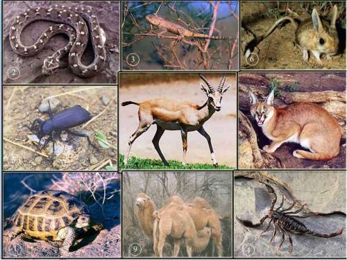 На рисунке показан животный мир определенной экосистемы. Назовите экосистему, а также две отличитель