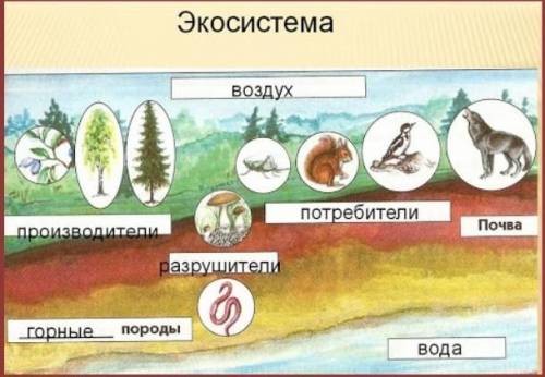 На рисунке представлена экосистема. А) Используя данные на рисунке, составьте экологическую пирамиду