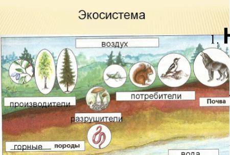 1. На рисунке представлена экосистема. А) Используя данные на рисунке, составьте экологическую пирам