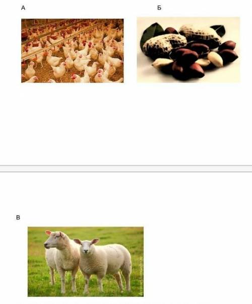 Задание № 3 Рассмотрите фото и назовите вид сельского хозяйства и страны- лидеры по экспорту и произ