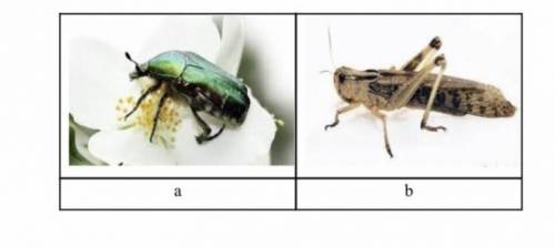 A) определи тип развития саранчи. b) определи тип развития жука.