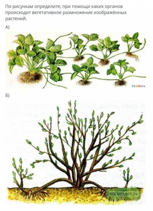 По рисункам определите при каких органов происходит вегативное размножение изображенных растений ​