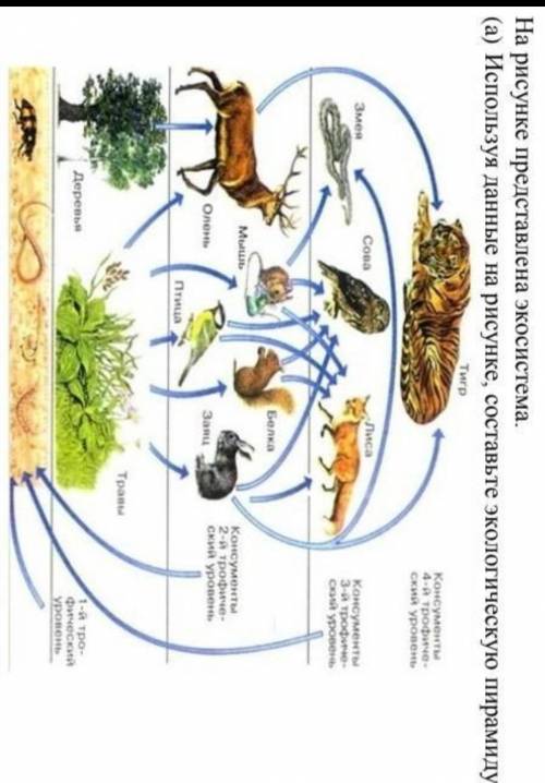 На рисунке представлена экосистема. Используя данные на рисунке, составьте экологическую пирамиду.(b