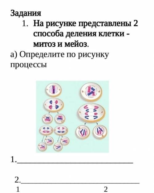 Задания 1. На рисунке представлены 2 деления клетки -Митоз и мейоз.а) Определите по рисункупроцессы​