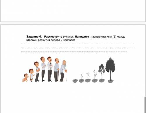 Задание 6. Рассмотрите рисунок. Напишите главные отличия (2) между этапами развития дерева и человек