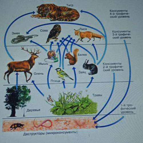 1. На рисунке представлена экосистема.Используя данные на рисунке,составьте экологическую пирамидуиз