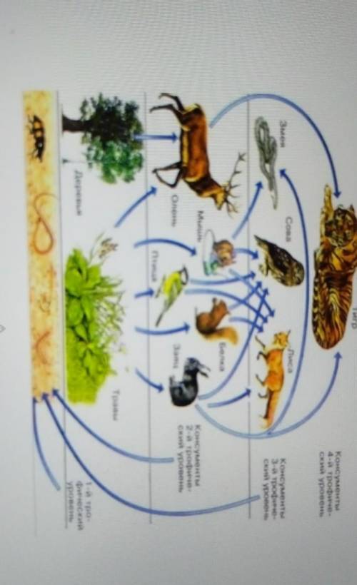Задания 1. На рисунке представлена экосистема.(а) Используя данные на рисунке, составьте экологическ