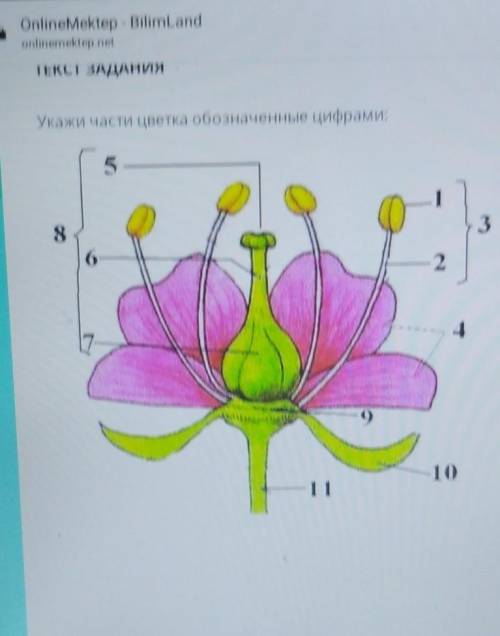 Укажите части цветка обозначенные цифрами​