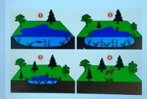 2. Юбъясните причины смены экосистем, изображённых на рисунке от 1 до 4. У меня СОР !! Заранее <3