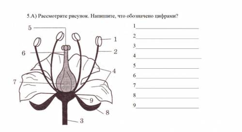 5.А) Рассмотрите рисунок. Напишите, что обозначено цифрами?