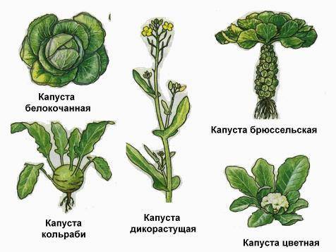 Рассмотрите рисунки дикой формы и культурных сортов капусты. Найдите черты сходства и различия между