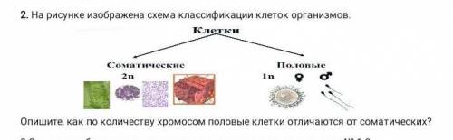 На рисунке изображена схема классификации клеток организмов. Опишите,как по количеству хромосом поло