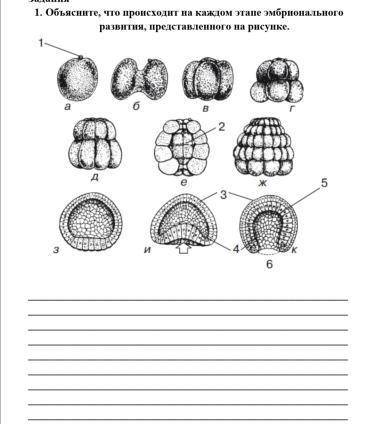 Объясните, что происходит на каждом этапе эмбрионального развития, представленного на рисунке