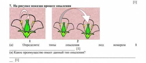 На рисунке показан процесс опыления.