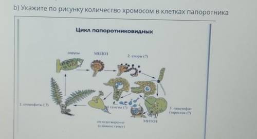 B) Укажите по рисунку количество хромосом в клетках папоротника МНОГО БАЛОВ​