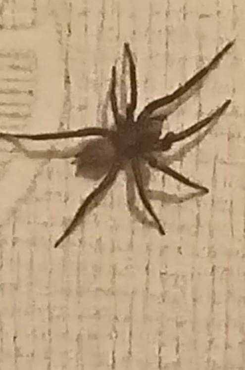 Что это за паук и ядовит ли он? За 1 день встретил двоих в моей комнате живу в селе ответьте быстрее