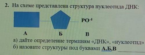 На схеме представлена структура ДНК а)дайте определение терминам ДНК , нуклеотид б) Назовите структу