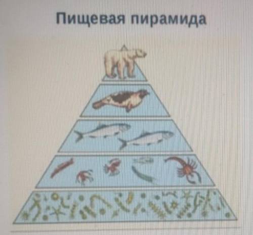 Рассмотрите экологическую пирамиду Пищевая пирамидаА) объясните переход энергии и веществ в экологич