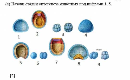 (c) Назови стадии онтогенеза животных под цифрами 1, 5. СОЧ!​