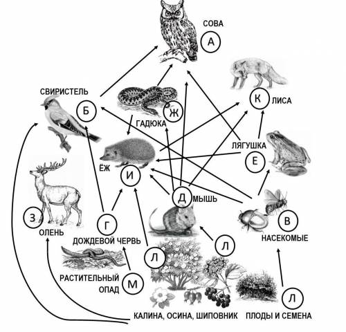 Рассмотрите схему пищевой сети опушки леса. Выберите все верно составленные пищевые цепи. Л → В → Б