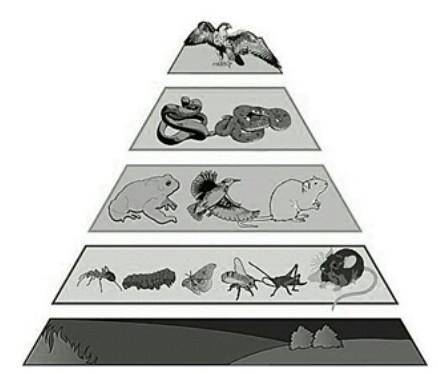 Как происходит переход энергии в экологической пирамиде.  Продуценты источники энергии и органически